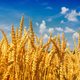 Image for article titled The Dreaded Gluten Allergy May Be Coming For You